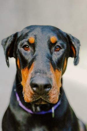 What Seattle Humane says about me  I have been on a hike with a volunteer and had so much