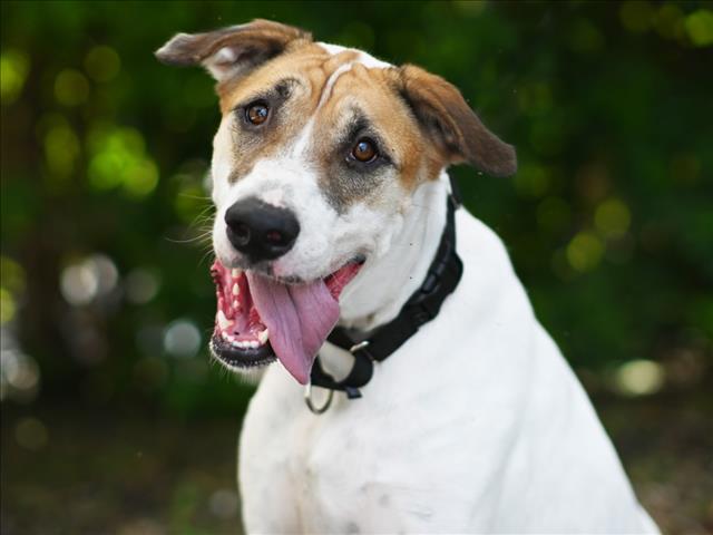 JETT, an adoptable Foxhound in Tavares, FL, 32778 | Photo Image 1