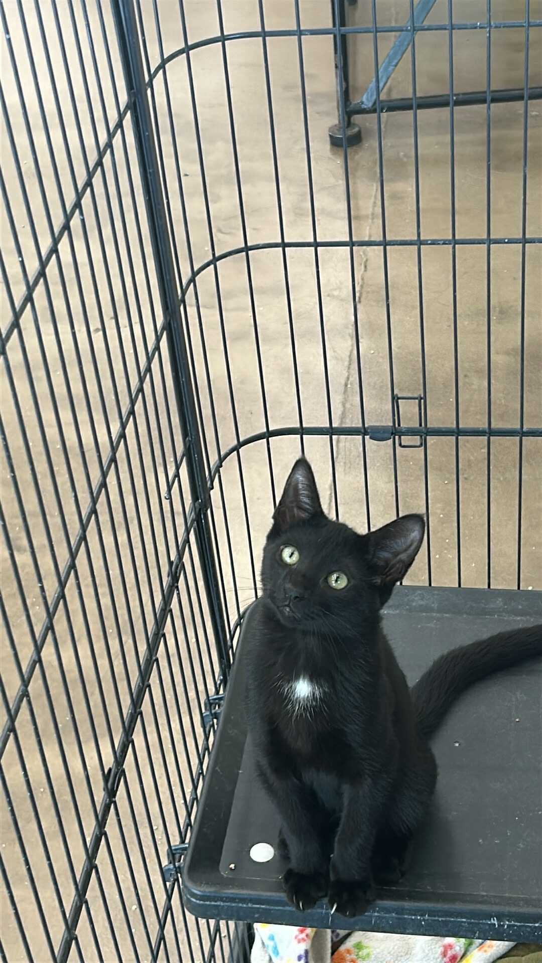 Jade