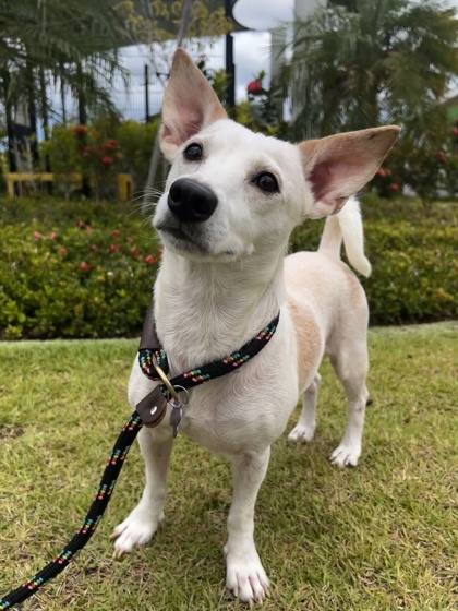 Zero, an adoptable Mixed Breed in Honolulu, HI, 96826 | Photo Image 1