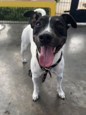 Bessie, Adult Female Terrier