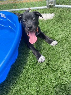 Patrick, Baby Male Terrier