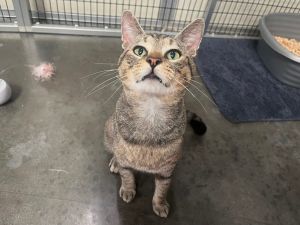 Coriander, Adult Male Domestic Short Hair