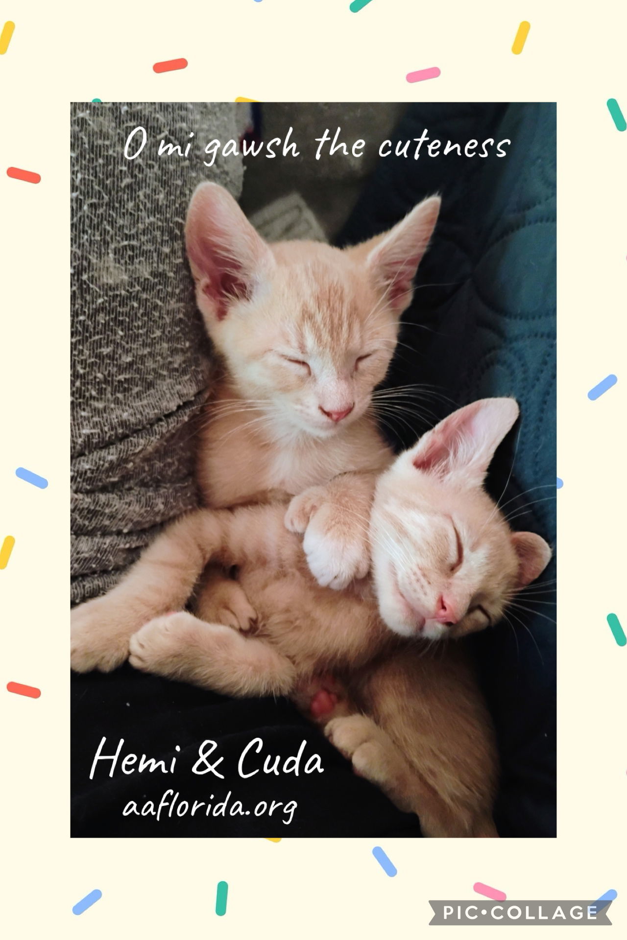 Hemi & Cuda