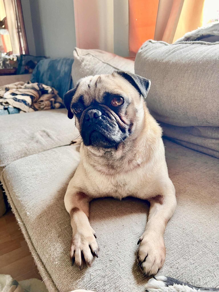 Teddy