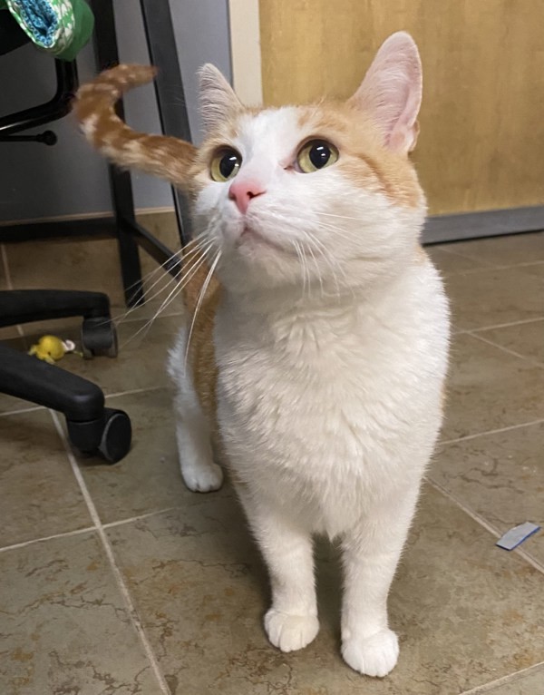 Ginger, an adoptable Domestic Short Hair in Duluth, MN, 55802 | Photo Image 1
