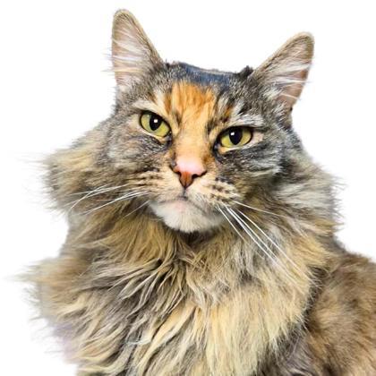 Goose, an adoptable Domestic Long Hair, Domestic Short Hair in Reno, NV, 89512 | Photo Image 1