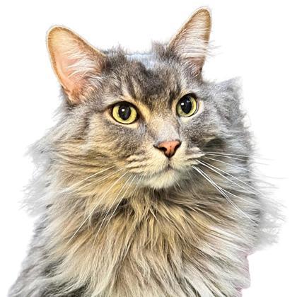 Z-BOY, an adoptable Domestic Long Hair, Domestic Short Hair in Reno, NV, 89512 | Photo Image 1