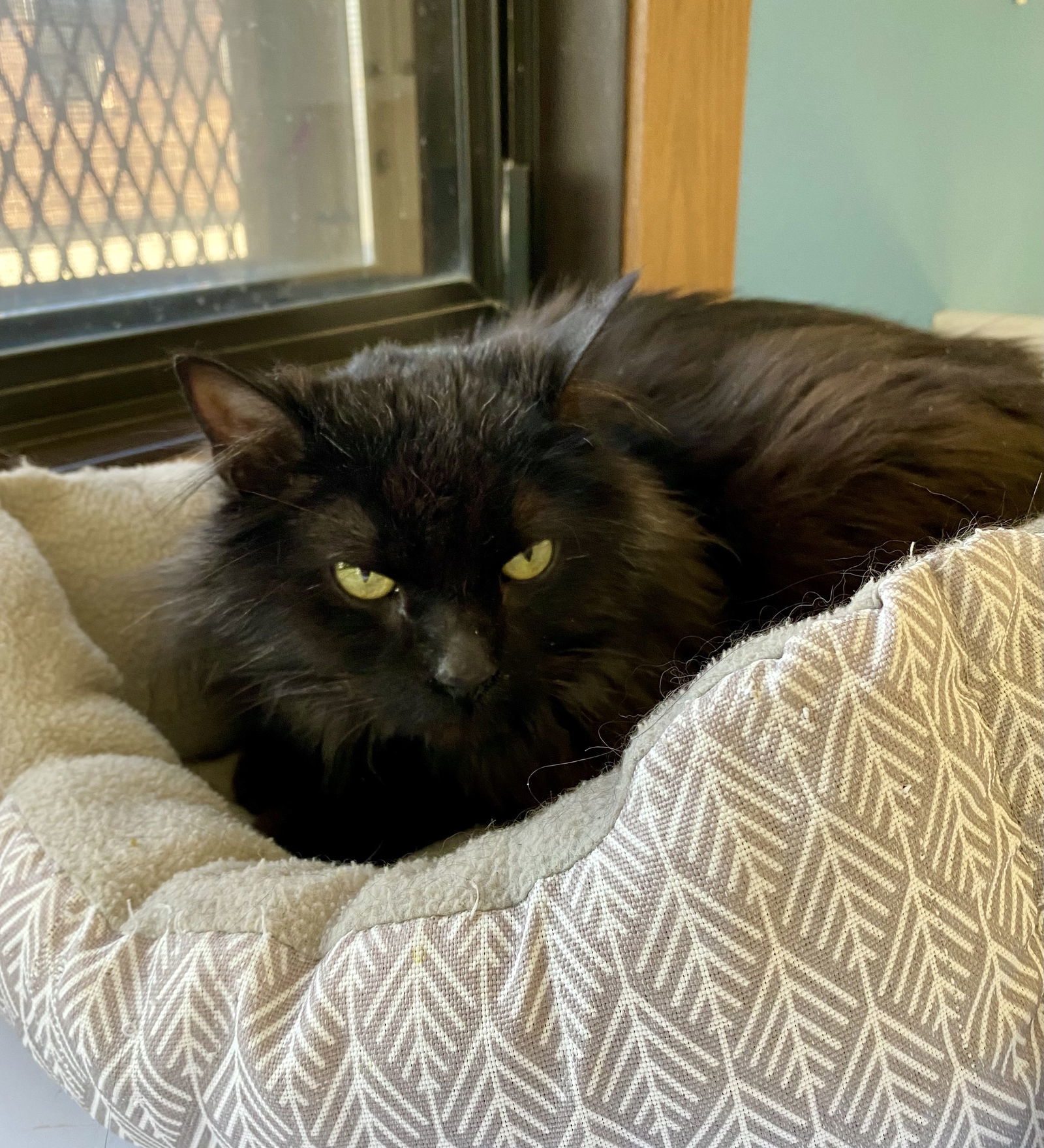 Daffney, an adoptable Domestic Long Hair in Fargo, ND, 58103 | Photo Image 1