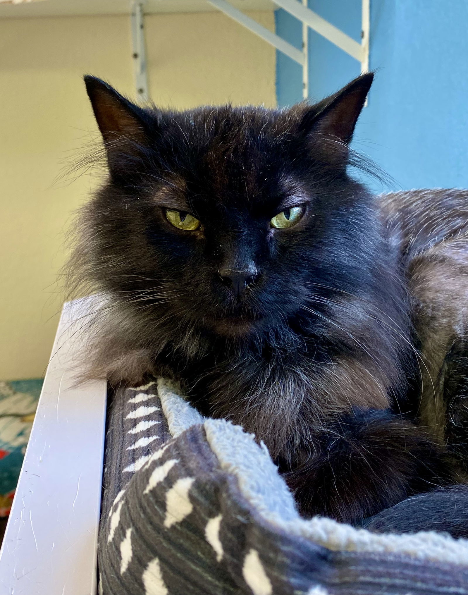 Daffney, an adoptable Domestic Long Hair in Fargo, ND, 58103 | Photo Image 2