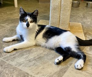 Chauncey, Adult Male Domestic Short Hair