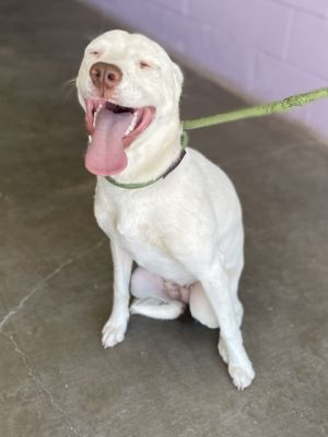 Chai, Young Female Mixed Breed
