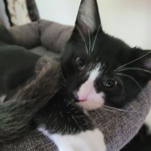 25L04 Puddy Tat, Baby Male Domestic Short Hair