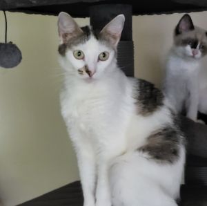 25L04 River, Young Female Domestic Short Hair