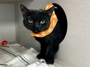 Morticia Domestic Short Hair Cat