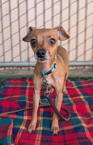 Margot, Adult Female Chihuahua