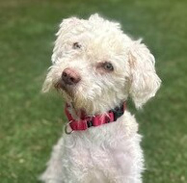 Jaxxon, an adoptable Maltipoo in Escondido, CA, 92027 | Photo Image 1