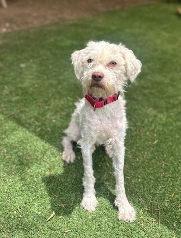 Jaxxon, an adoptable Maltipoo in Escondido, CA, 92027 | Photo Image 2