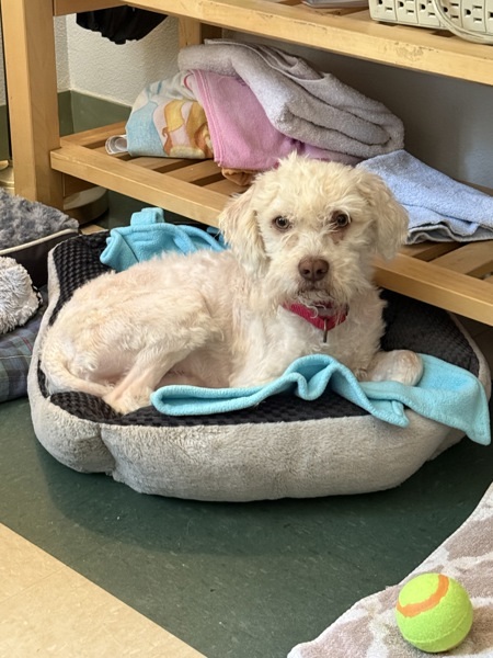 Jaxxon, an adoptable Maltipoo in Escondido, CA, 92027 | Photo Image 3