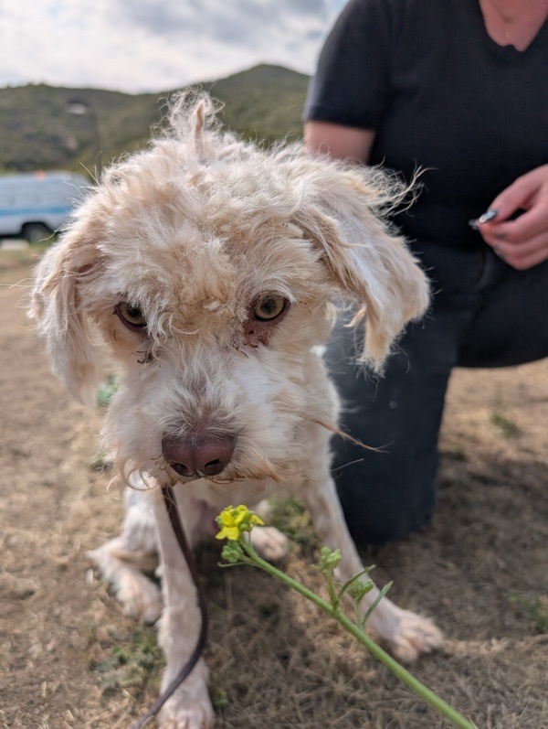 Jaxxon, an adoptable Maltipoo in Escondido, CA, 92027 | Photo Image 4
