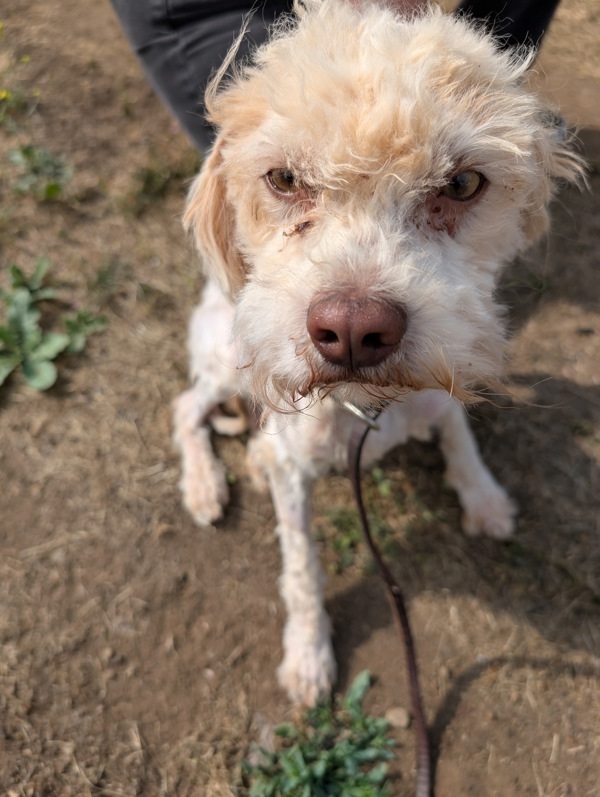 Jaxxon, an adoptable Maltipoo in Escondido, CA, 92027 | Photo Image 5