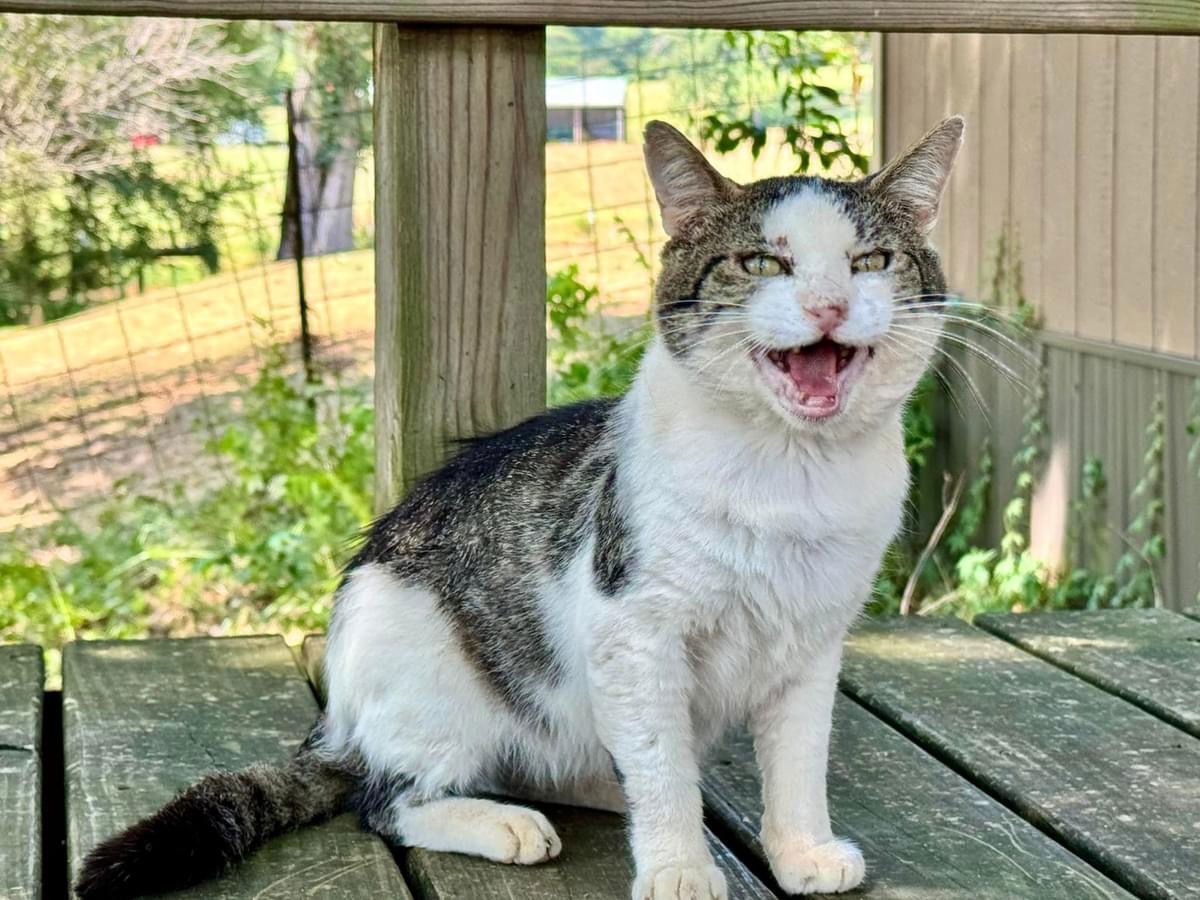 Otis FIV(+)