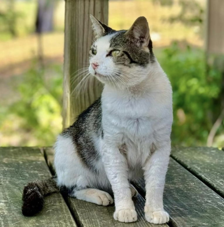 Otis FIV(+)