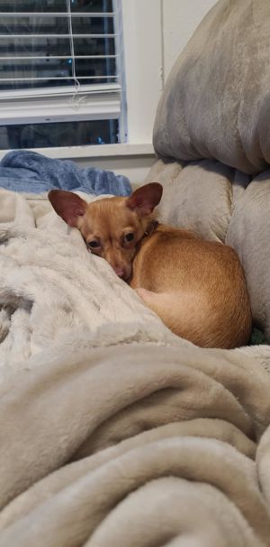 Meet Blossom - Your New Netflix  Cuddle Buddy Looking for the ultimate couch companion Meet Bloss