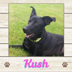 Kush, Young Female Labrador Retriever