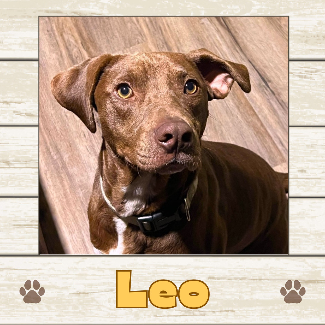 Leo