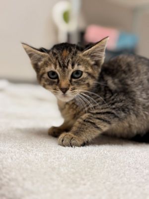 Primary Color Tortitabby Weight 22lbs Age 0yrs 0mths 11wks Animal has been 