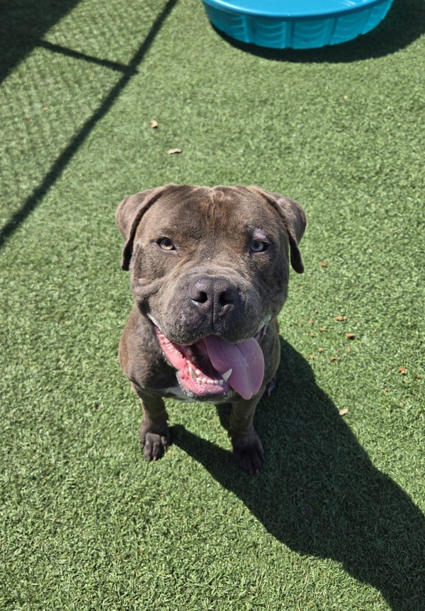 Hank, an adoptable Bullmastiff in Hollister, CA, 95023 | Photo Image 1