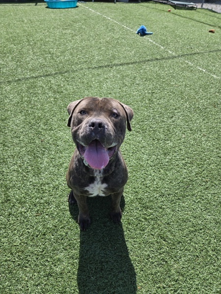 Hank, an adoptable Bullmastiff in Hollister, CA, 95023 | Photo Image 2