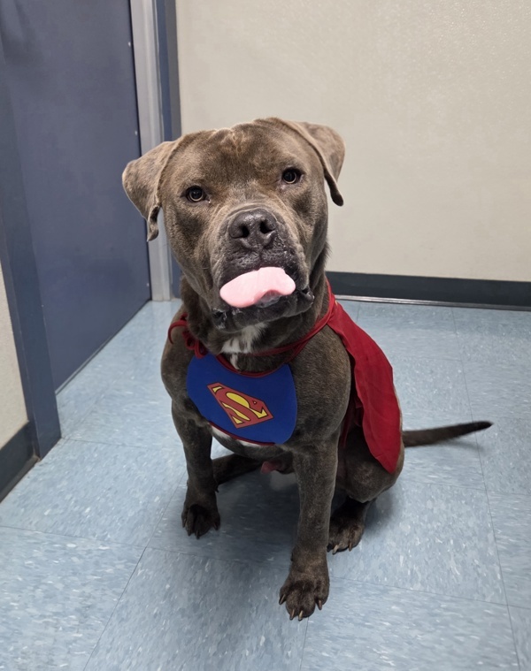 Hank, an adoptable Bullmastiff in Hollister, CA, 95023 | Photo Image 2