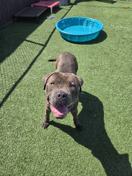 Hank, an adoptable Bullmastiff in Hollister, CA, 95023 | Photo Image 3