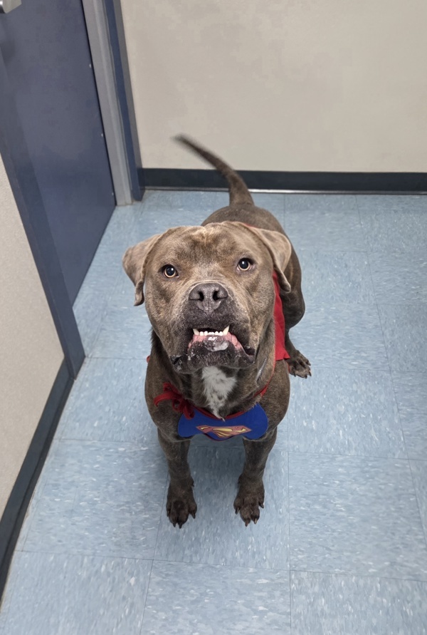 Hank, an adoptable Bullmastiff in Hollister, CA, 95023 | Photo Image 3