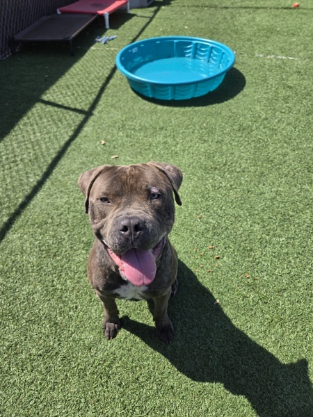 Hank, an adoptable Bullmastiff in Hollister, CA, 95023 | Photo Image 4