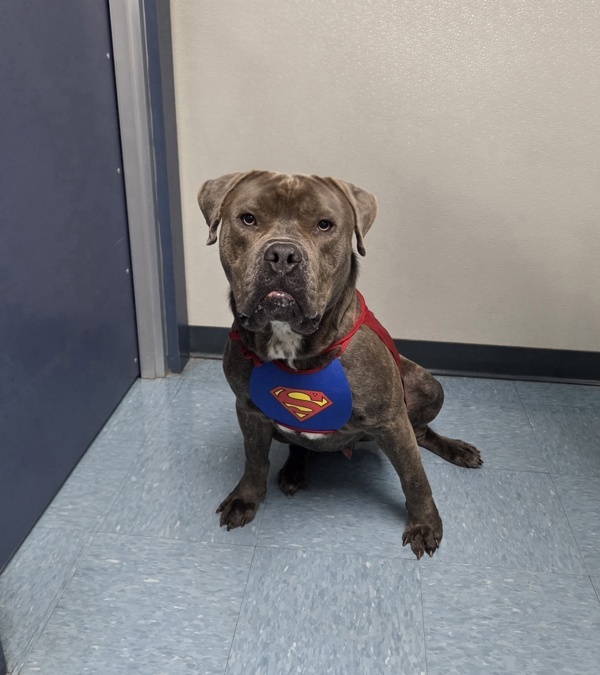 Hank, an adoptable Bullmastiff in Hollister, CA, 95023 | Photo Image 4