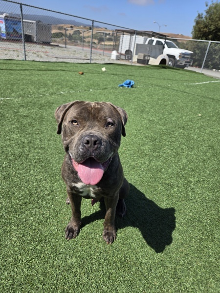 Hank, an adoptable Bullmastiff in Hollister, CA, 95023 | Photo Image 5