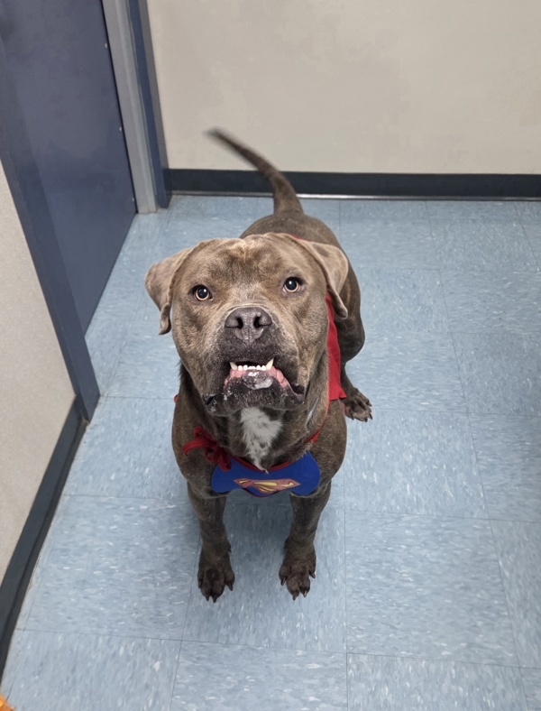Hank, an adoptable Bullmastiff in Hollister, CA, 95023 | Photo Image 5