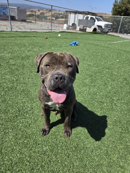 Hank, an adoptable Bullmastiff in Hollister, CA, 95023 | Photo Image 6
