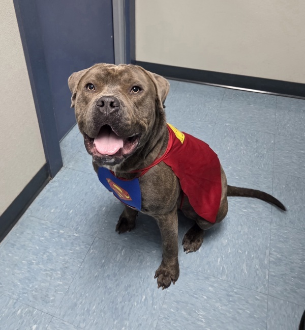 Hank, an adoptable Bullmastiff in Hollister, CA, 95023 | Photo Image 6