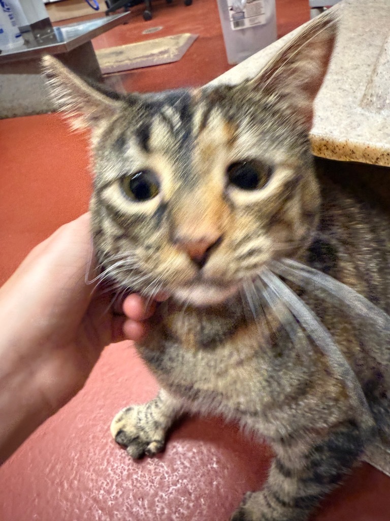 Lulu