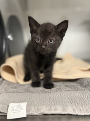 Freya
