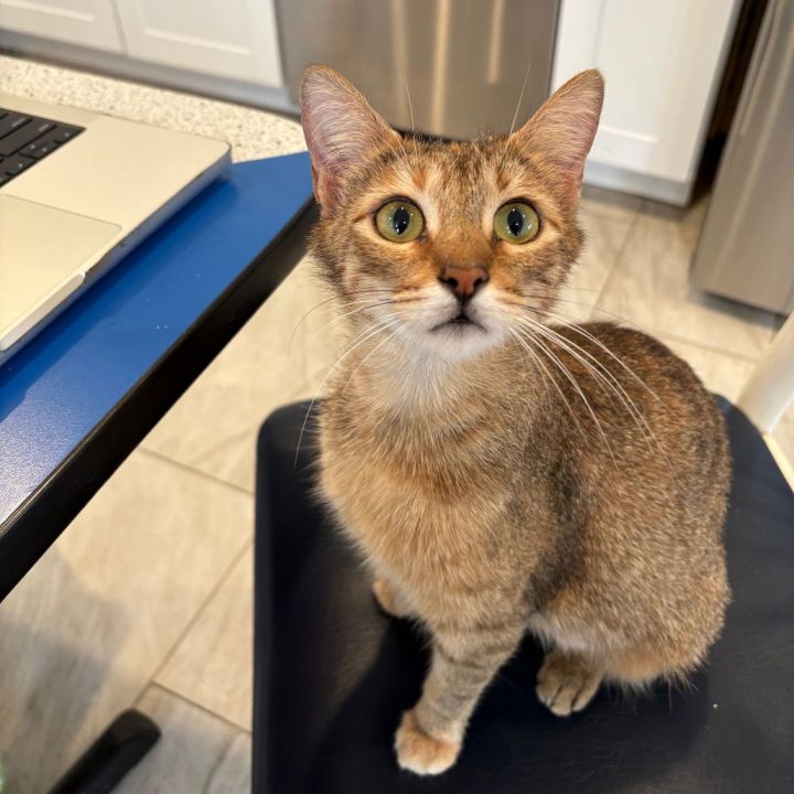 Biscotti 1