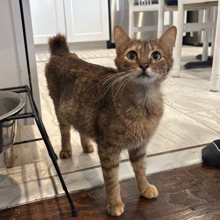Biscotti 2