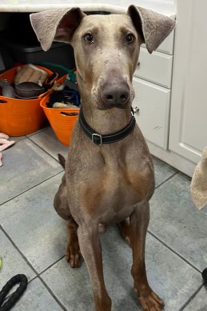 Axel 3417, Young Male Doberman Pinscher