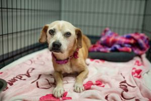 Lucky Girl, Senior Female Mixed Breed