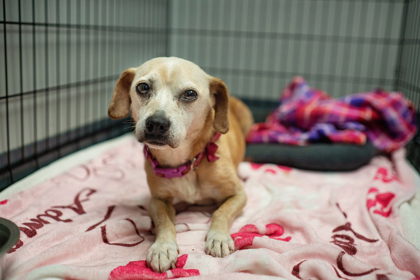Lucky Girl (Foster) 1