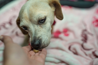 Lucky Girl (Foster) 2